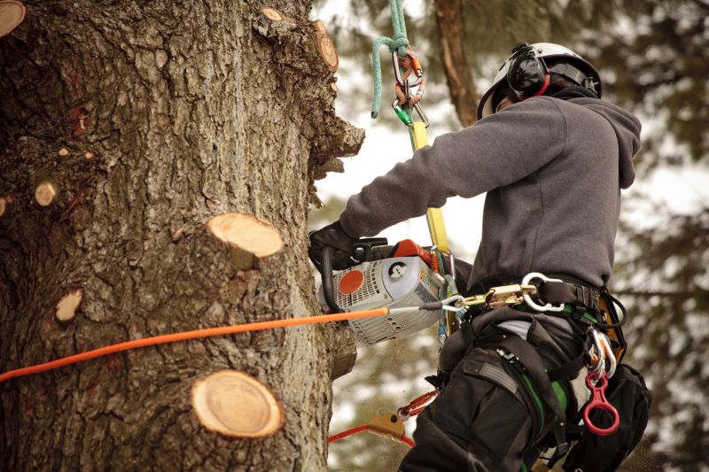 Arborists and Tree Services