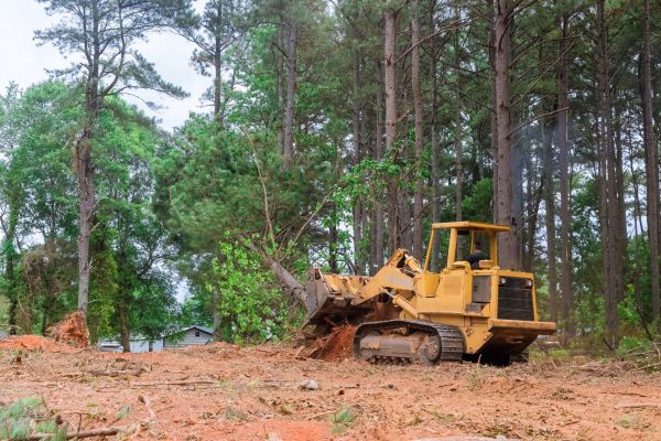 Cost of Forestry Clearing in Costa Mesa