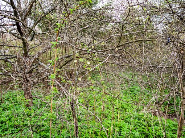 Cost of Underbrush Clearing in Costa Mesa