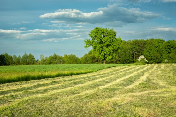 Cost of Vegetation Removal in Costa Mesa