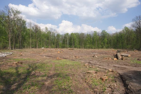 Cost of Pasture Clearing in Costa Mesa