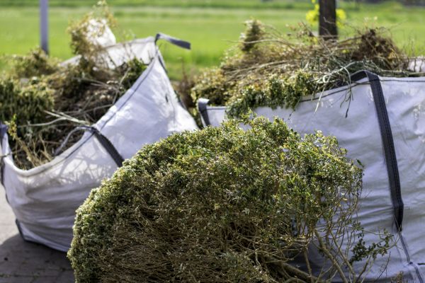 Cost of Bushes Clearing in Costa Mesa