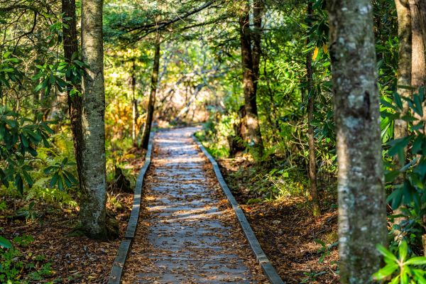 Cost of Trail Clearing in Costa Mesa