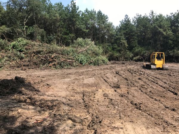 Cost of Thicket Clearing in Costa Mesa
